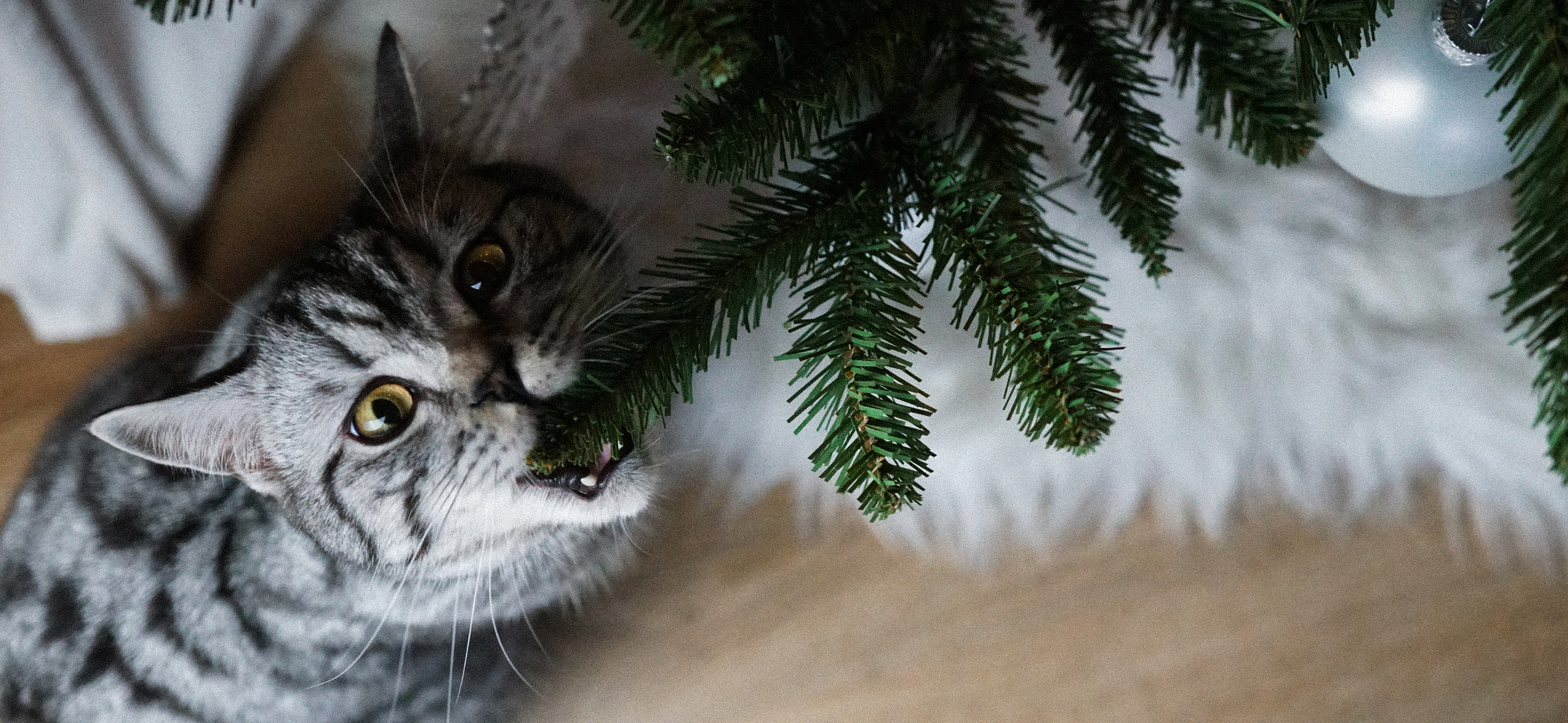 gatos y sustancias tóxicas